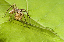 Nursery Web Spider (Pisaura mirabilis) Female carrying egg sac, Hertfordshire, UK