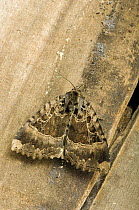 Old Lady moth (Mormo maura) resting on fence panel, Hertfordshire, UK