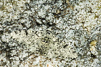 Peppered moth (Biston betularia) Showing excellent camouflage against quartz rock, Hertfordshire, UK