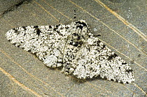 Peppered moth (Biston betularia) At rest on pebble, Hertfordshire, UK
