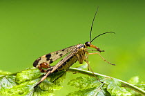 Common Scorpion Fly (Panorpa communis) about to take off. UK. Captive.