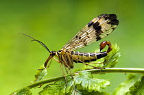 Common Scorpion Fly (Panorpa communis) Portrait. UK. Captive.