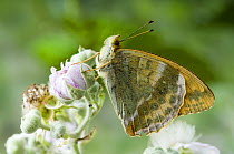 Silver washed fritillary (Argynnis paphia) On bramble flower with wings closed. UK. Captive.