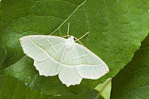 Small Emerald Moth (Hemistola chrysoprasaria) At rest on Sallow leaf, Hertfordshire, UK