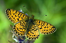 Small pearl bordered Fritillary butterfly (Boloria selene) basking on Bugle flower with wings open. UK. Captive