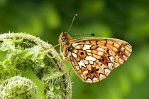 Small pearl bordered Fritillary (Boloria selene) At rest with wings closed. UK. Captive