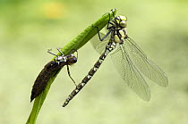 Southern Hawker Dragonfly (Aeshna cyanea) Newly emerged adult next to larval case, West Sussex, UK