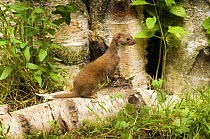 Weasel (Mustela nivalis) On Birch log. UK. Captive.