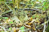 Woodcock (Scolopax rusticola) Sitting on nest with head turned showing barred markings and all round vision of eyes, Co. Durham, UK