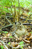 Woodcock (Scolopax rusticola) sitting on nest, Co. Durham, UK