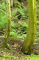 Woodcock (Scolopax rusticola) Sitting on ground nest well camouflaged among trees, Co. Durham, UK