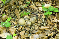 Woodcock (Scolopax rusticola) nest with four eggs, Co. Durham, UK