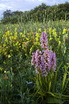 Common spotted orchids {Dactylorhiza fuchsii} in front of Greater yellowrattle flowers {Rhinanthus angustifolia}, Belgium