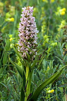 Early marsh orchid {Dactylorhiza incarnata}, De Panne, Belgium