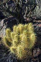 Golden Hedgehog cactus {Echinocereus nicholii}, Organ Pipe Cactus National Monument, Arizona, USA