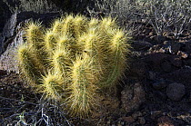 Golden Hedgehog cactus {Echinocereus nicholii}, Organ Pipe Cactus National Monument, Arizona, USA