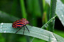 Harlequin bug {Graphosoma italicum}, Belgium