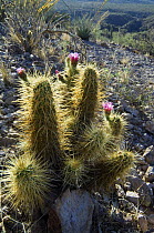 Strawberry Hedgehog Cactus {Echinocereus engelmannii}, Organ Pipe Cactus National Monument, Arizona