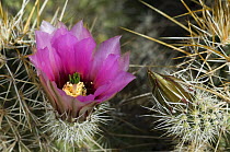 Strawberry Hedgehog Cactus {Echinocereus engelmannii} bud and flower, Organ Pipe Cactus National Monument, Arizona