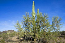 Saguaro cactus {Carnegiea gigantea} growing through branches of Foothill palo verde tree{Parkisonia / Cercidium microphyllum}, Sonoran desert, Arizona May 2007