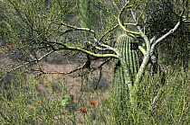 Young Saguaro cactus {Carnegiea gigantea} growing through branches of Foothill palo verde tree {Cercidium / Parkinsonia microphyllum}, Sonoran desert, Arizona