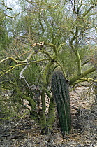 Saguaro cactus {Carnegiea gigantea} growing through branches of Foothill palo verde tree {Cercidium / Parkinsonia microphyllum}, Sonoran desert, Arizona