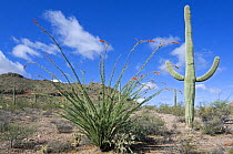 Ocotillo {Fouquieria splendens} in bloom and Saguaro cactus {Carnegiea gigantea}, Organ Pipe Cactus National Monument, Arizona, USA