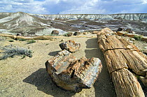 Petrified logs exposed by erosion of the soft rock, Painted Desert and Petrified Forest, Arizona, USA