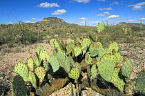 Engelmann's prickly pear {Opuntia engelmannii}, Organ Pipe Cactus National Monument, Arizona, USA May 2007