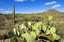 Engelmann's prickly pear {Opuntia engelmannii} and Saguaro cactus {Carnegiea gigantea}, Organ Pipe Cactus National Monument, Arizona, USA