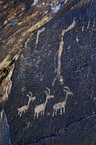 Ancient petroglyphs near Puerco Pueblo made by ancestral Puebloan people showing anthropomorphs (human-like figures) and zoomorphs (animal-like figures), Petrified Forest National Park, Arizona, USA