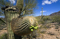 Saguaro cactus {Carnegiea gigantea} showing fruit, Organ Pipe Cactus National Monument, Arizona, USA May 2007