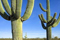 Saguaro cactus {Carnegiea gigantea}, Organ Pipe Cactus National Monument, Arizona, USA