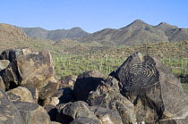 Rock art, created by the Hohokam Indians, showing spiral petroglyph with the Tucson Mountains in the background, Saguaro NP, Arizona, USA