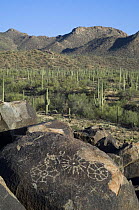 Rock art in the Tucson Mountains, created by the Hohokam Indians, showing geometrical shaped petroglyphs, Saguaro NP, Arizona, USA May 2007