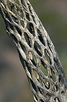 Cholla cactus skeleton {Cylindropuntia sp.} showing wooden tubular supporting structure with oval openings, Sonoran desert, Arizona, USA