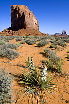 Soapweed yucca {Yucca glauca}, Monument Valley Navajo Tribal Park, Arizona, USA May 2007