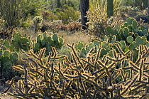 Staghorn cholla {Cylindropuntia / Opuntia versicolor}, Engelmann's prickly pear {Opuntia engelmannii} and other cacti species, Saguaro NP, Arizona, USA