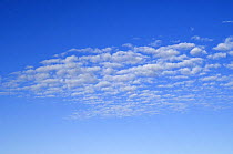 Stratocumulus undulatus clouds in blue sky, Arizona, USA