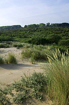 Marram {Ammophila arenaria} and dense thickets formed by Buckthorn, Creeping willow and elder at dune crossing, De Panne, Belgium May 2007