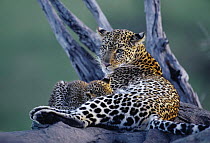 Leopard {Panthera pardus} with young suckling, Serengeti NP, Tanzania