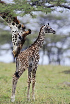 Giraffe {Giraffa camelpardalis} nuzzling one hour old newborn calf, Masai Mara GR, Kenya