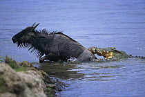 Wildebeest {Connochaetes taurinus} climbing out of river to escape the jaws of a Nile crocodile {Crocodylus niloticus} Masai Mara GR, Kenya