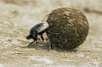 Dung beetle {Scarabaeidae} rolling ball of dung, East Africa. Slow shutter speed