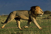 Male African lion {Panthera leo} trotting across his territory to see of an intruder, Masai Mara GR, Kenya. Lions can run at speeds of 50mph!