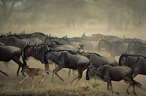 Herd of Wildebeest {Connochaetes taurinus} with calf flee from predator, Serengeti NP, Tanzania