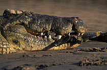 Nile crocodile {Crocodylus niloticus} (large male named Bwana Kiba) on banks of Grumeti river catches an intruding crocodile by its tail, Serengeti NP, Tanzania