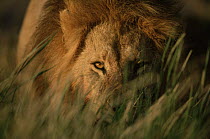 African lion {Panthera leo} male watching through grass, Serengeti NP, Tanzania