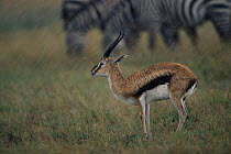 Thomson's gazelle {Gazella thomsoni} hunched and looking miserable in the rain, Serengeti NP, Tanzania