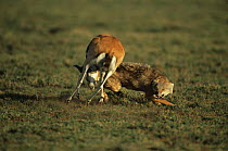 Thomson's gazelle {Gazella thomsoni} female charging at Jackal to defend her vulnerable fawn, Serengeti NP, Tanzania